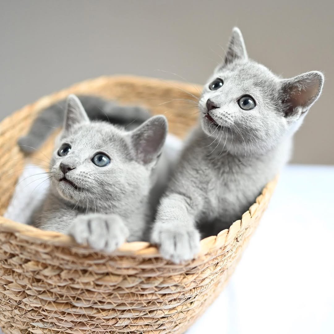 Russian Blue Kittens Kyla & Kairo - Main Photo