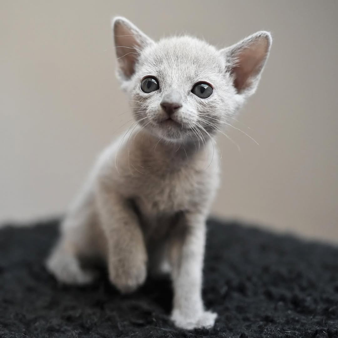 Zane - Russian Blue Kitten Male