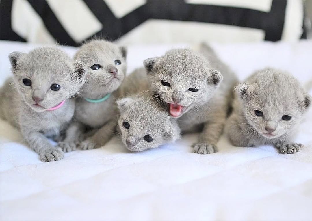 Russian Blue Kittens