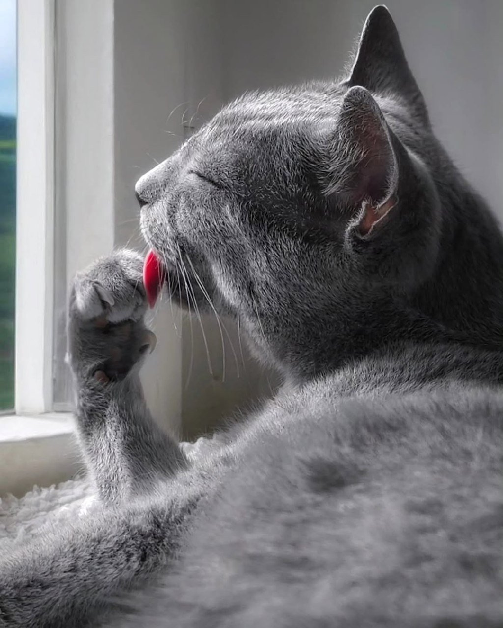 Hypoallergenic Russian Blue Kittens